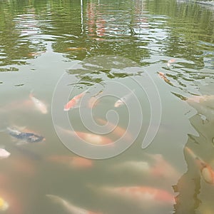 Dozens of koi fish are in the fish pond photo