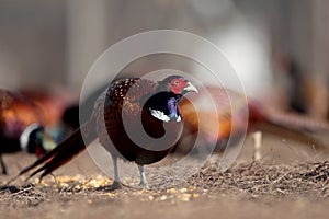 Dozens of male common pheasants and tenebrosus on the bird breeding farm. photo