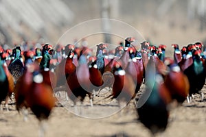 Dozens of male common pheasants and tenebrosus on the bird breeding farm. photo