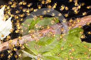 Dozens of newborn baby spiders in backyard garden. Extreme close view