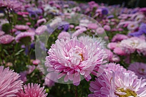 Dozens of pink and violet flowers of asters