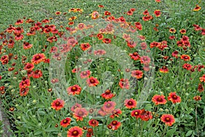 Dozens of red and yellow flowers of Gaillardia aristata