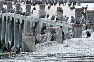 Molti da il mare birdwatching sul fuori servizio molo sul nuovo Sud isola 