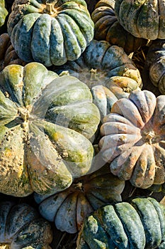 Molti da zucche varietà O piegato al fuori 