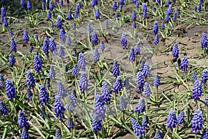 Muchos de púrpura flores de armenio un grano de vino 