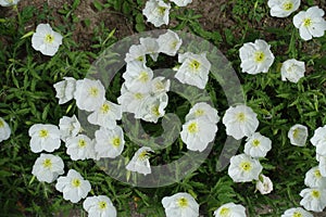 Molti da bianco fiore da 