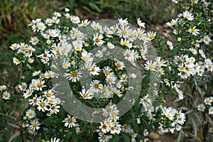 Dozens of white flowers of heath aster