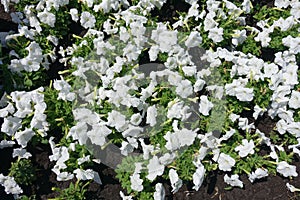 Molti da bianco fiori da petunie giugno 