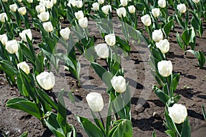 Dozens of white tulips in April