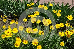 Dozens of yellow flowers of Coreopsis lanceolata