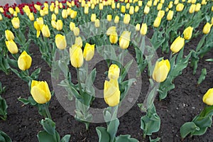 Dozens of yellow flowers of tulips in April