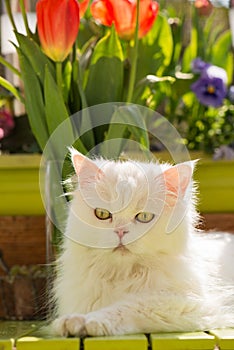 Dozing cat on the balcony