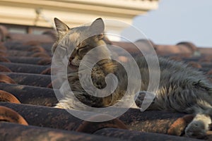 Dozing cat on tiled rooftop