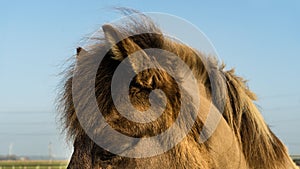 Dozing Icelandic horse