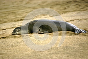 Dozing Monk Seal on Kauai photo