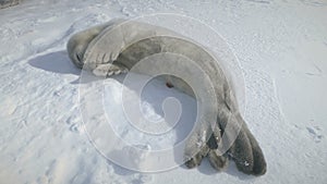 Dozing puppy seal lying on snow. Antarctica.