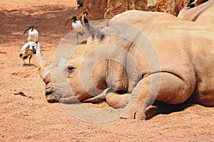 Dozing white rhinoceros photo