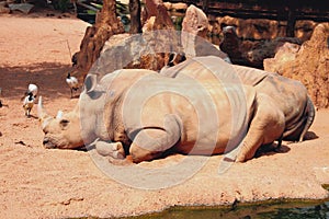 Dozing white rhinoceroses. Biopark, Valencia, Spain photo