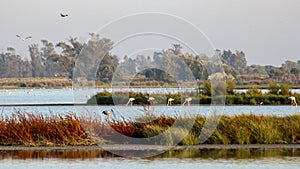 DoÃÂ±ana national park photo