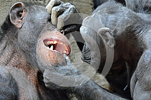 Dr. Chimp Recommends Good Dental Work