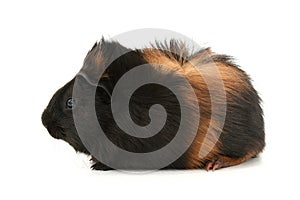 Dr. Fuzz (Pet Guinea Pig) Over White Background