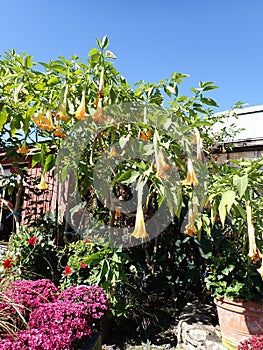 Dr Suess, trumpet flowering tree plant.. Tropically grown