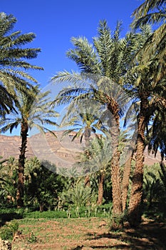 Draa Valley