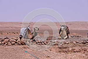 Draa Valley near Ouarzazate in M