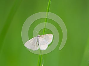 Drab looper moth Minoa murinata tiny butterfly