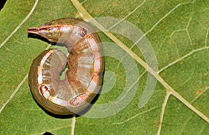 Drab Prominent caterpillar (Misogada unicolor) curled up on a Maple leaf.
