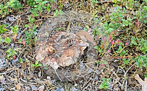 Drab Tooth, Bankera, fuligineoalba growing in coniferous environment photo