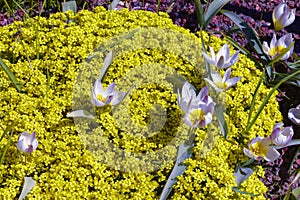 Draba bruniifolia. Garden plants for alpine landscaping.