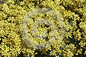 Draba bruniifolia. Garden plants for alpine landscaping.