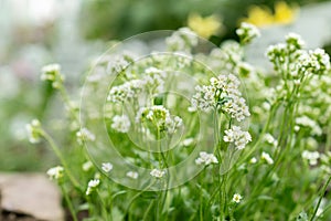 Draba Nivalis flowers in Saint Gallen in Switzerland