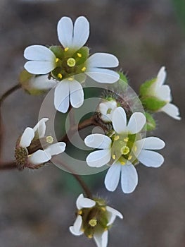 Draba Verna