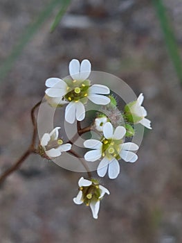 Draba Verna