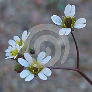 Draba verna