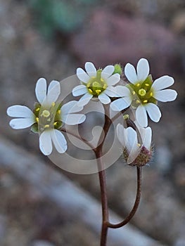 Draba verna
