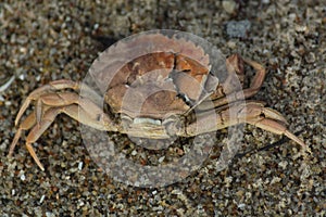 Drabs dead crab on the black beach