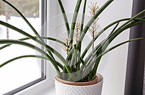 Dracaena angolensis, Sansevieria cylindrica also known as the cylindrical snake plant, African spear in full bloom.