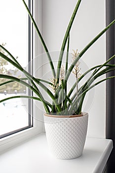 Dracaena angolensis, Sansevieria cylindrica also known as the cylindrical snake plant, African spear in full bloom.