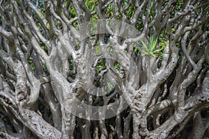 dracaena cinnabari, dragons blood tree photo