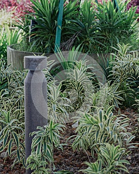 Dracaena deremensis or Lemon Surprise in the garden