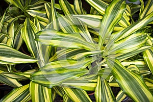 Dracaena deremensis Lemon Surprise Lemon Lime, dracaena background