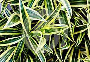 Dracaena dermensis pattern