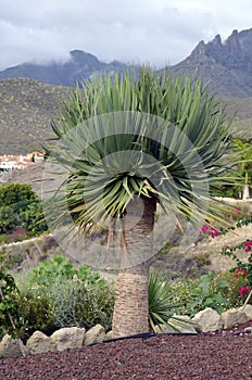 Dracaena draco( Dragon tree). photo