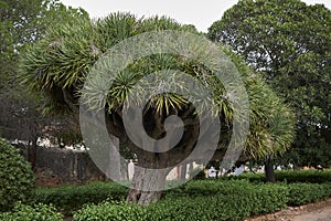 Dracaena Draco tree in Palermo