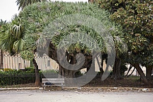 Dracaena Draco tree in Palermo