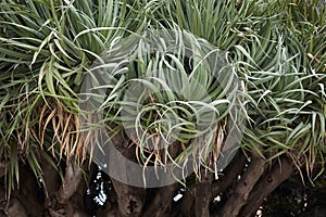 Dracaena Draco tree in Palermo