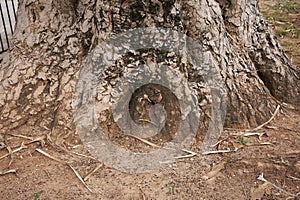 Dracaena Draco tree in Palermo